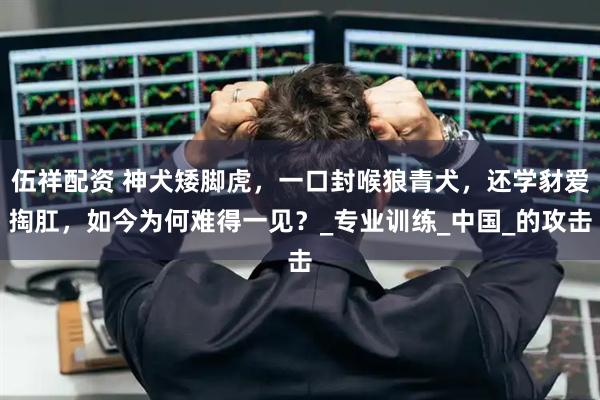 伍祥配资 神犬矮脚虎，一口封喉狼青犬，还学豺爱掏肛，如今为何难得一见？_专业训练_中国_的攻击